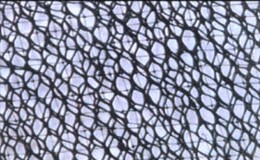 ���Sֲ���W